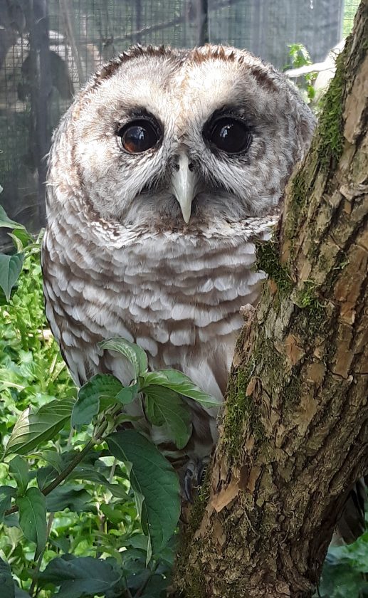 Working with wolves News, Sports, Jobs Messenger News